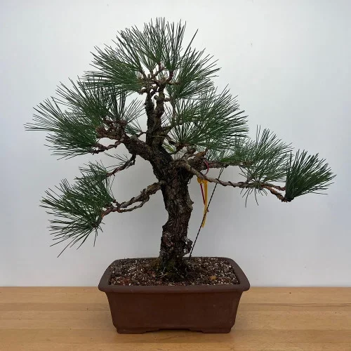 ‘Nishiki’ Japanese Black Pine in a Ceramic Bonsai Pot (No. 17228)