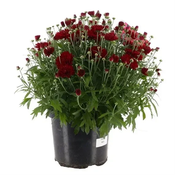 A Lucky Dip Selection! Chrysanthemum 4L Pot Bedding