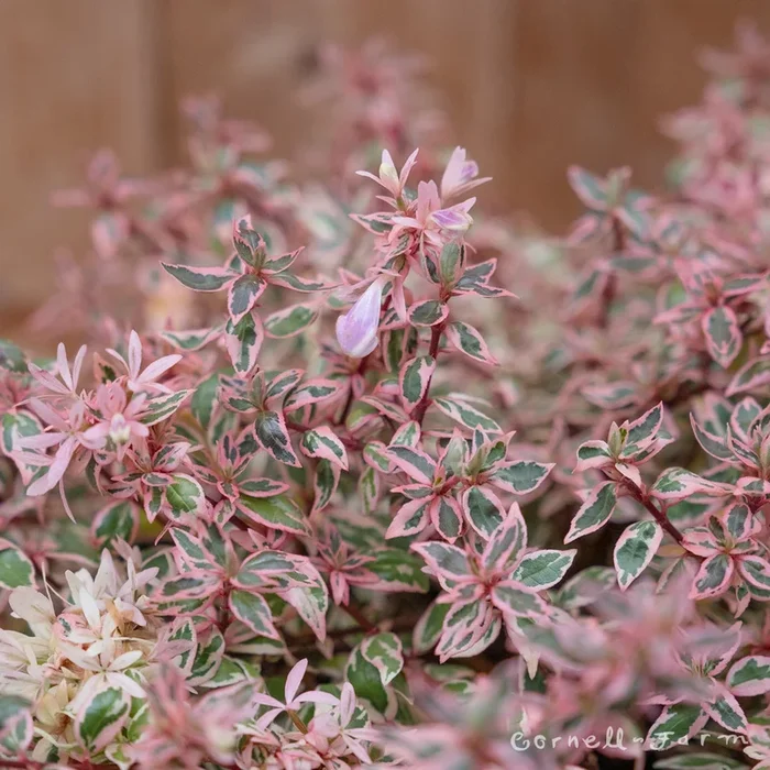 Abelia g. Angel’s Blush 2gal