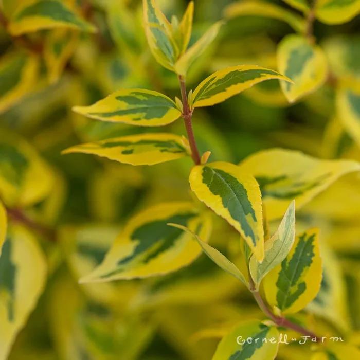 Abelia g. Kaleidoscope 2gal