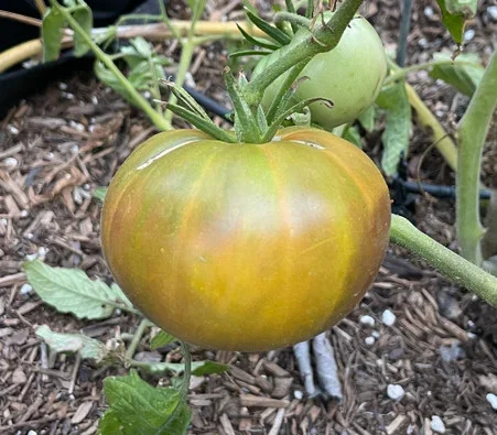 Absinthe Tomato