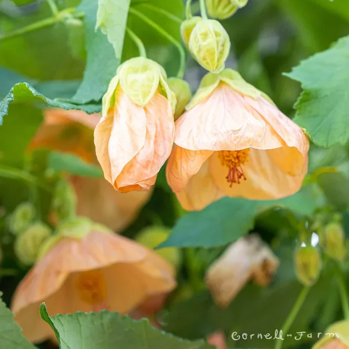 Abutilon Apricot 1gal flowering maple