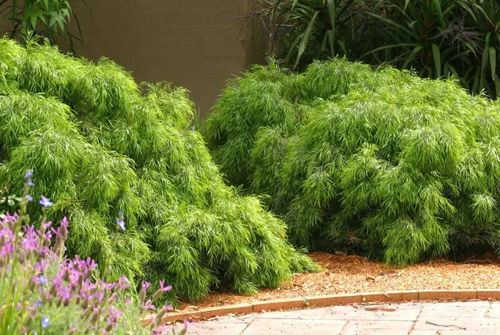 Acacia cognata ‘Dazzler’