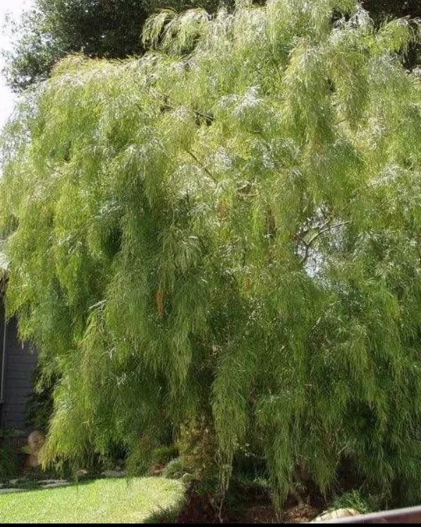 Acacia cognata (subporosa) std.