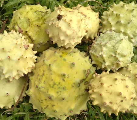 Acanthosicyos naudinianus – Gemsbok Melon Seeds