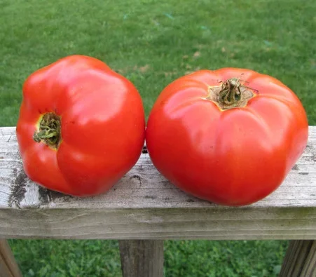 Ace 55 Tomato Seeds