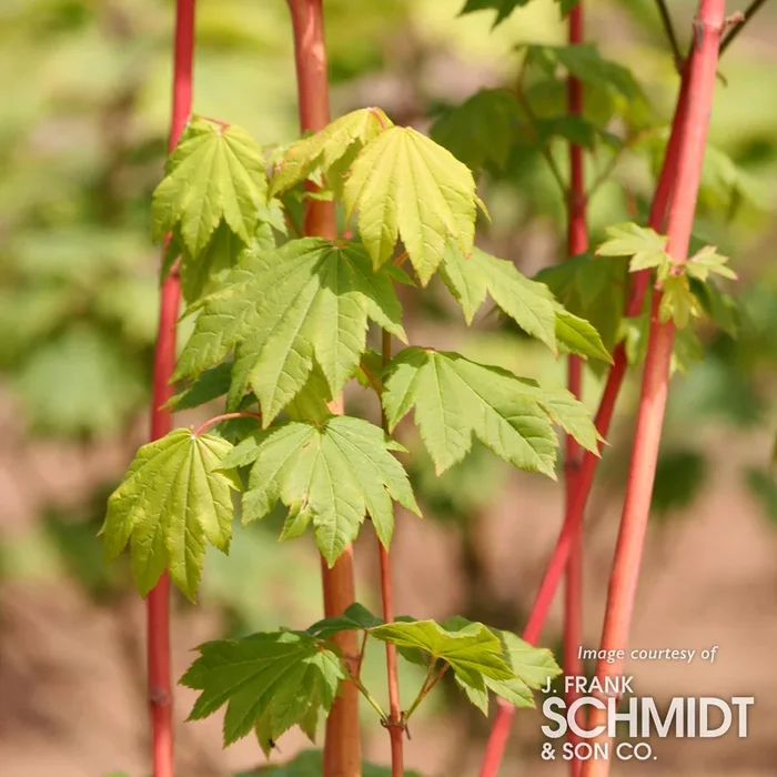 Acer circinatum Pacific Fire 5gal Multistem Vine Maple