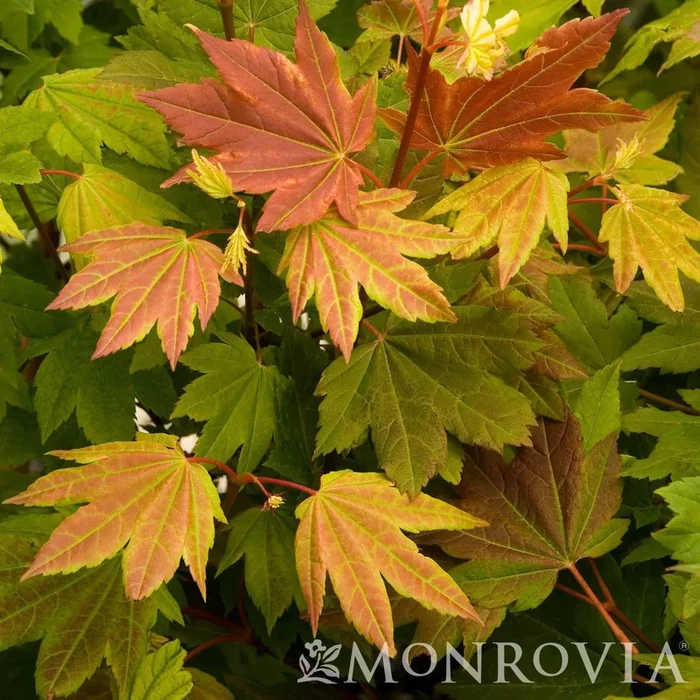 Acer circinatum Pacific Fire Vine Maple 15gal 1.5 cal