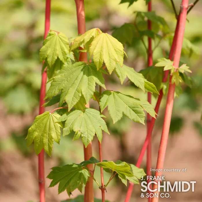 Acer circinatum Pacific Fire Vine Maple 7gal 1.5 cal