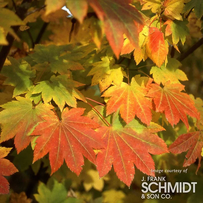 Acer circinatum Vine Maple 4-6ft clump