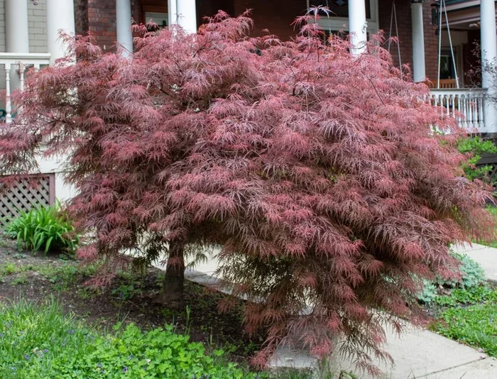 Acer ‘Crimson Queen’ Weeping Maple