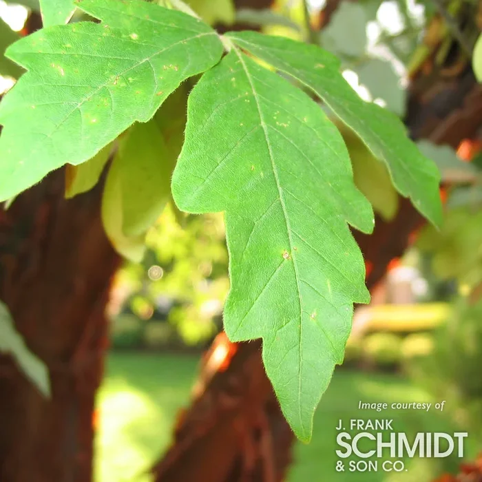 Acer griseum 4-5ft Paperbark Maple