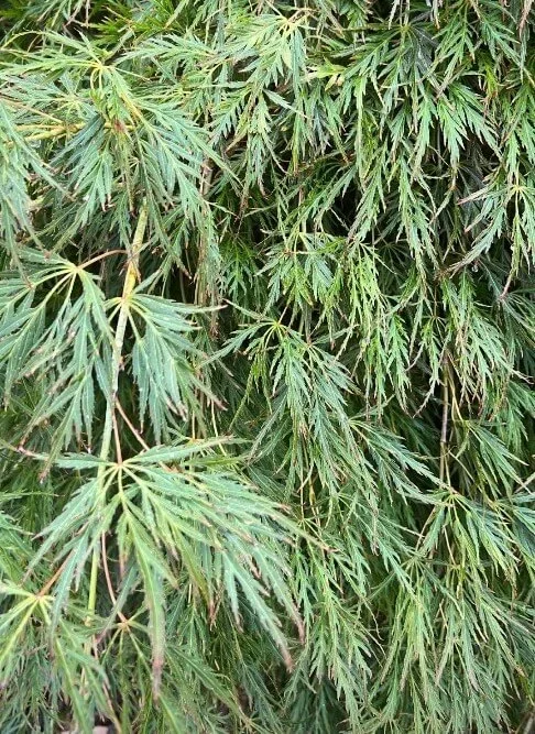 Acer ‘Irish lace’ Japanese Maple