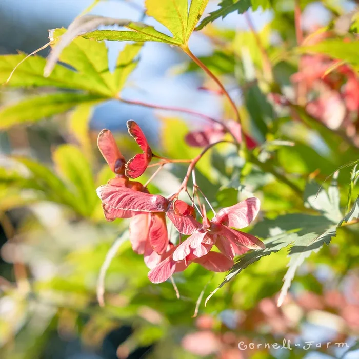 Acer p. Ariadne 5-6ft Japanese Maple