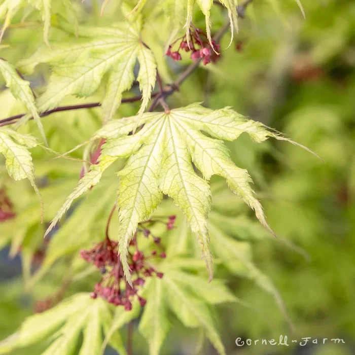 Acer p. Grandma Ghost 5-6 ft Japanese Maple