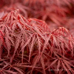 Acer p. Tamukeyama 25gal Dwarf Japanese Maple WS