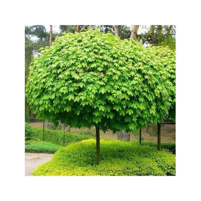 Acer platanoides ‘Globosum’ Designer Maple Standard 1.8m 13″ Pot
