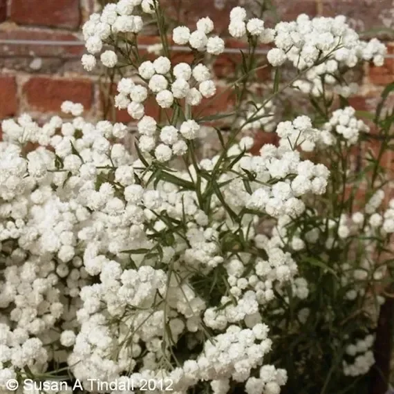 Achillea The Pearl Perennial Plant 9cm Pot – Set of 3