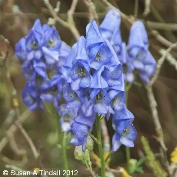 Aconitum Carmichaelii Arendsii Perennial Plant 2L Pot – Set of 3