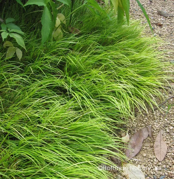 Acorus gramineus ‘Minimus Aureus’ –Dwarf Golden Sedge–