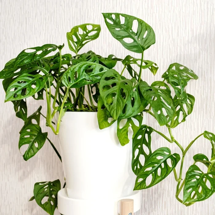 Adansonii Monstera