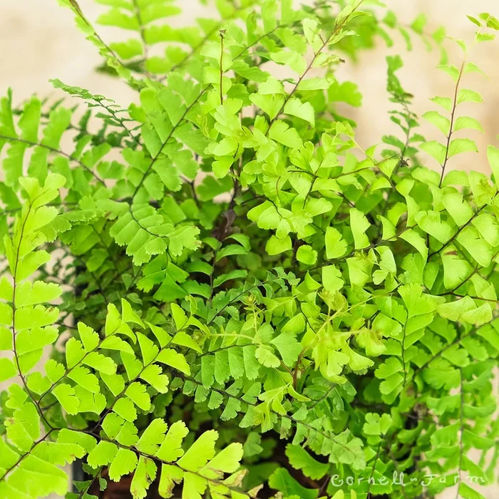 Adiantum pedatum Imbricatum RGP