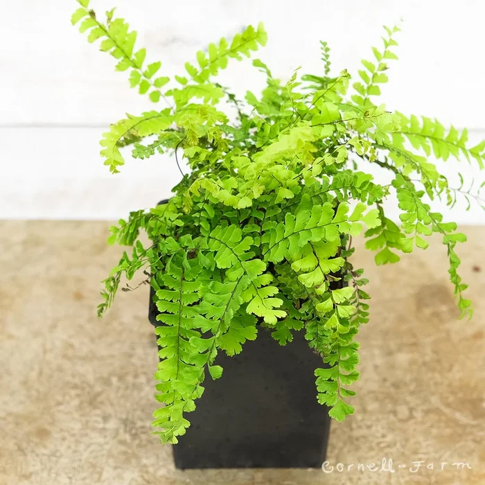 Adiantum pedatum Imbricatum SHGP