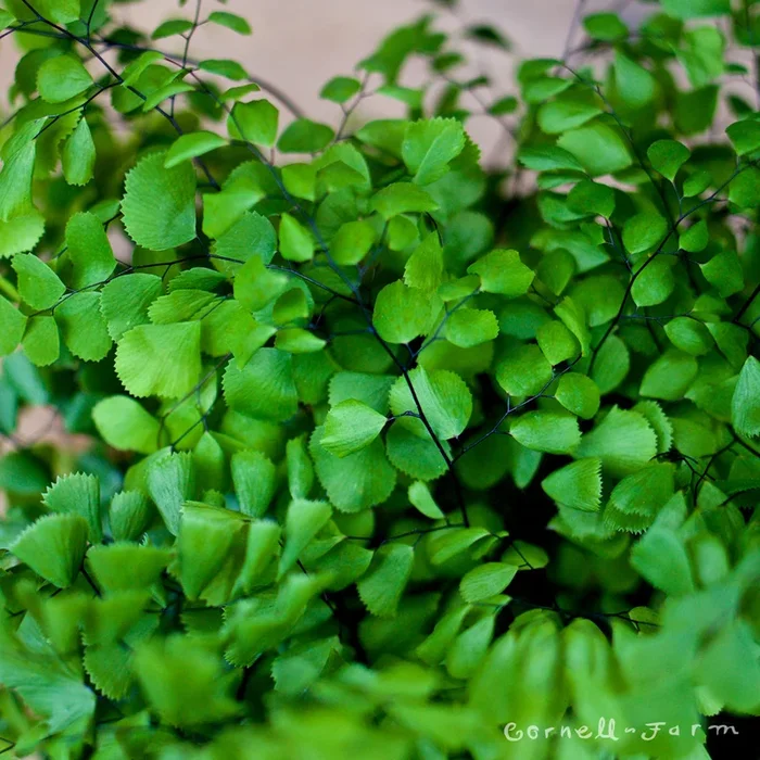 Adiantum venustum 4in Maidenhair Fern