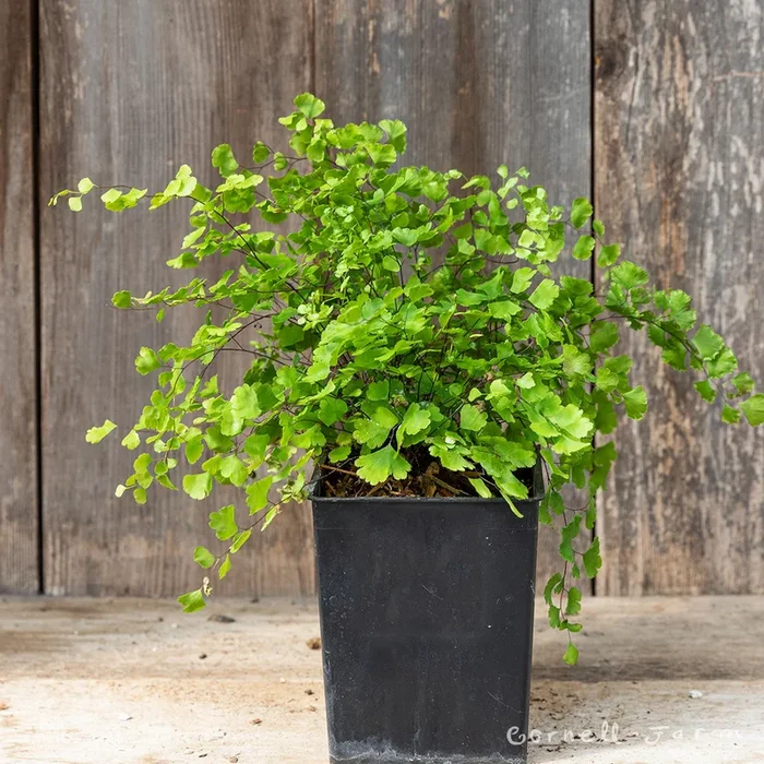 Adiantum x mairisii Maidenhair SGP