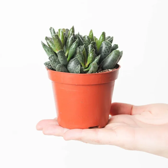 Adromischus cooperii ‘Small Form’