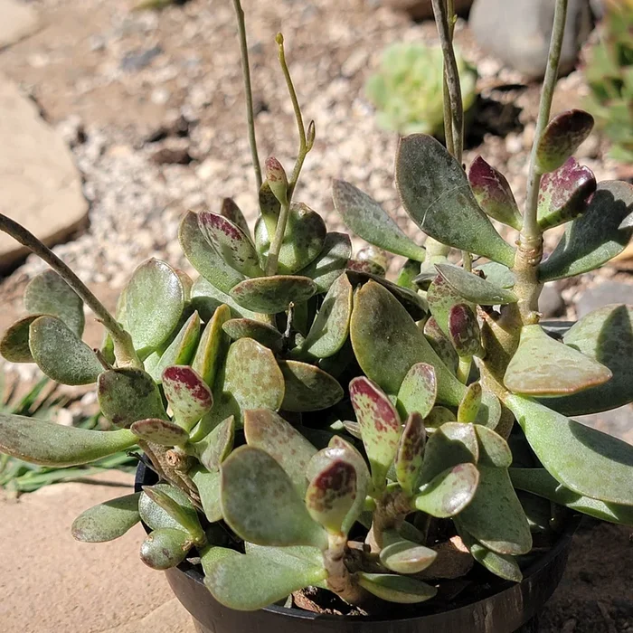 Adromischus maculatus ‘chocolate-drop’