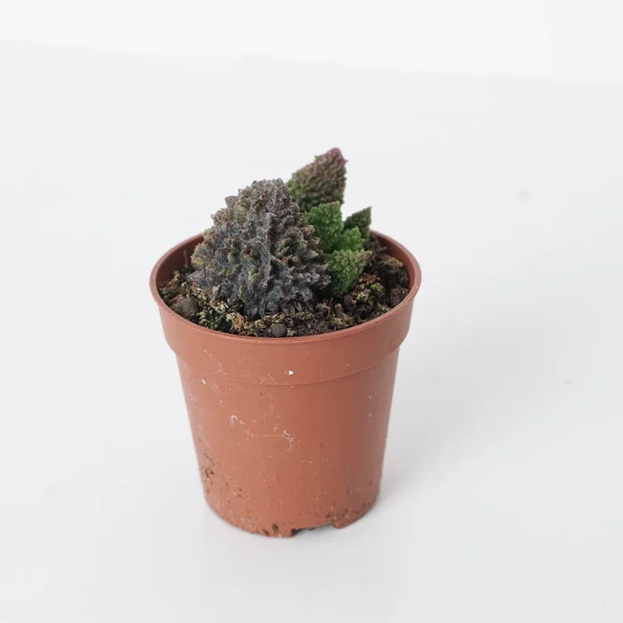 Adromischus marianiae Coral Red