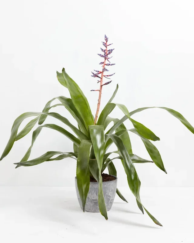 Aechmea Bromeliad