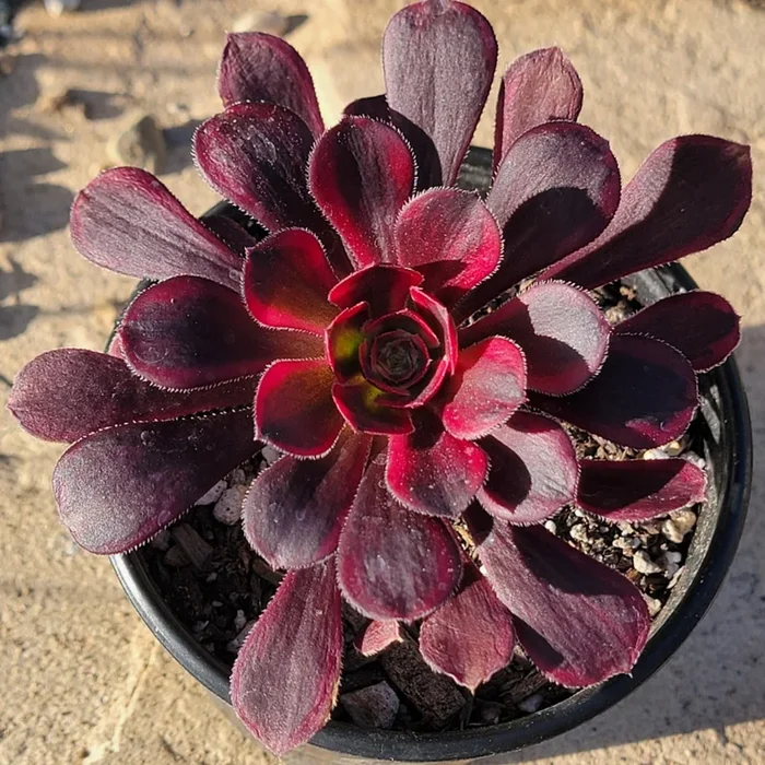 Aeonium ‘Lina’