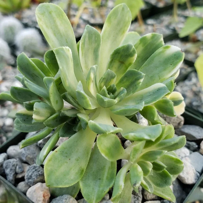 Aeonium castello paivae variegata Suncup