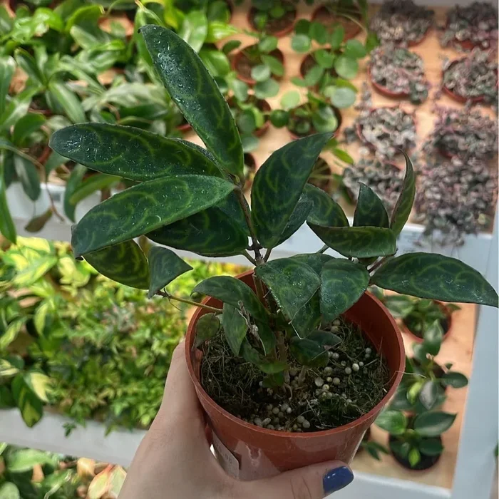 Aeschynanthus longicaulis, “Black Pagoda Lipstick Plant”