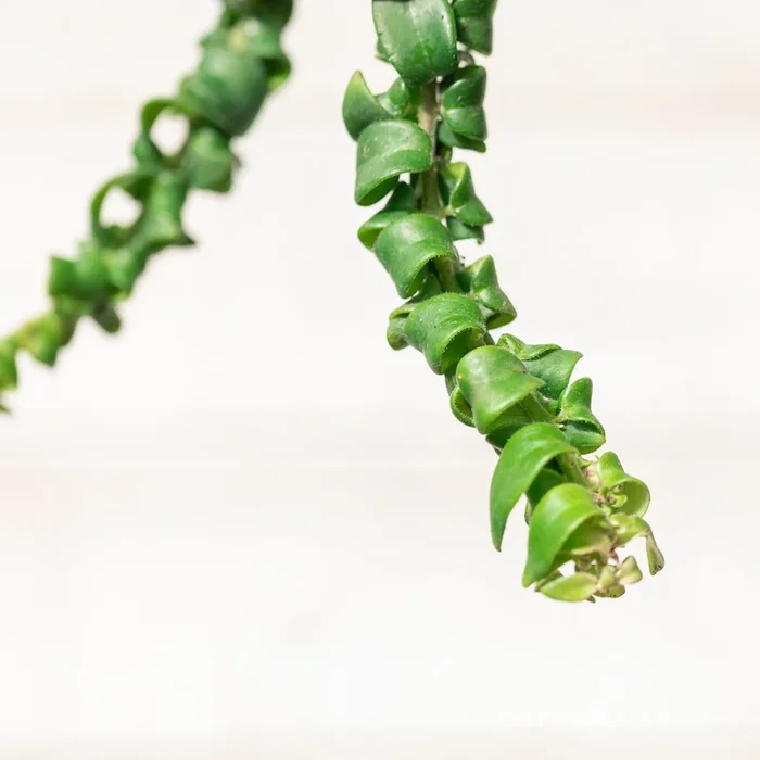 Aeschynanthus radicans 6in Curly Lipstick Plant