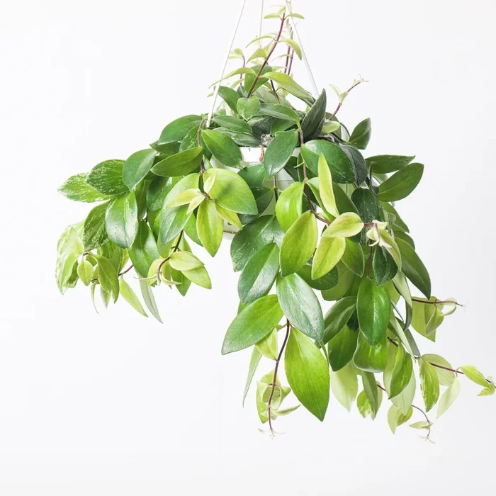 Aeschynanthus variegated
