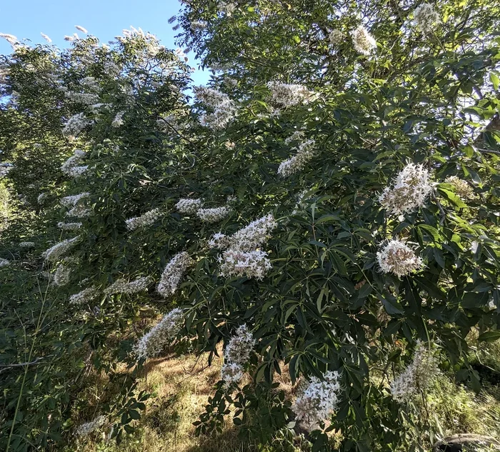Aesculus californica
