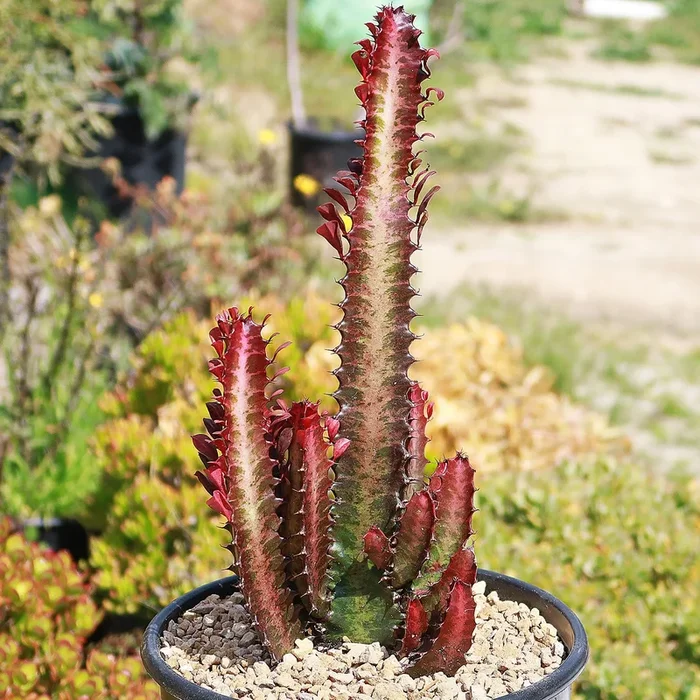 African Milk Tree – Euphorbia trigona ‘Rubra’