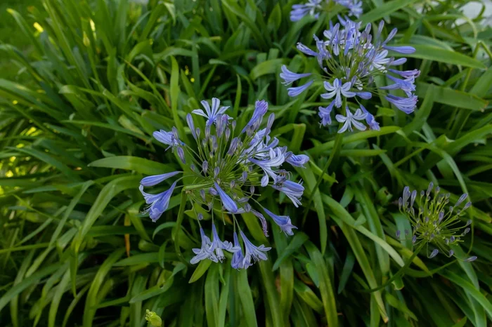 Agapanthus ‘Dwarf Blue’ 3″ Pot