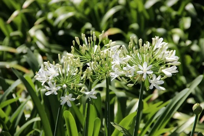 Agapanthus ‘Snow Storm’ PBR 6″ Pot