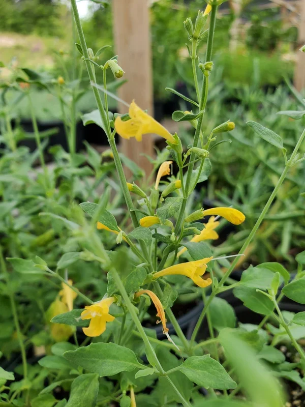 Agastache aurantiaca –Sunset Yellow Hyssop–