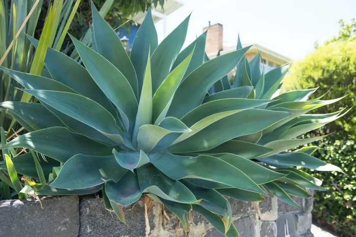 Agave attenuata 3″ Pot