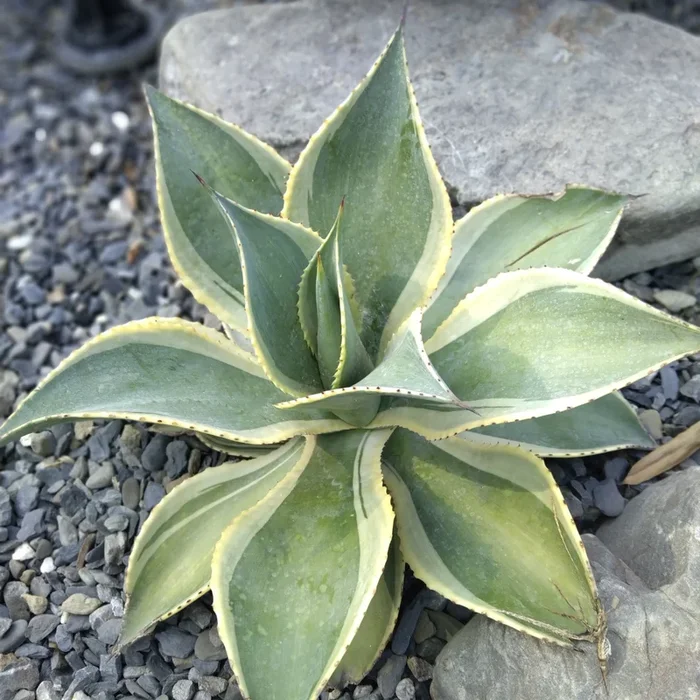 Agave Celsii