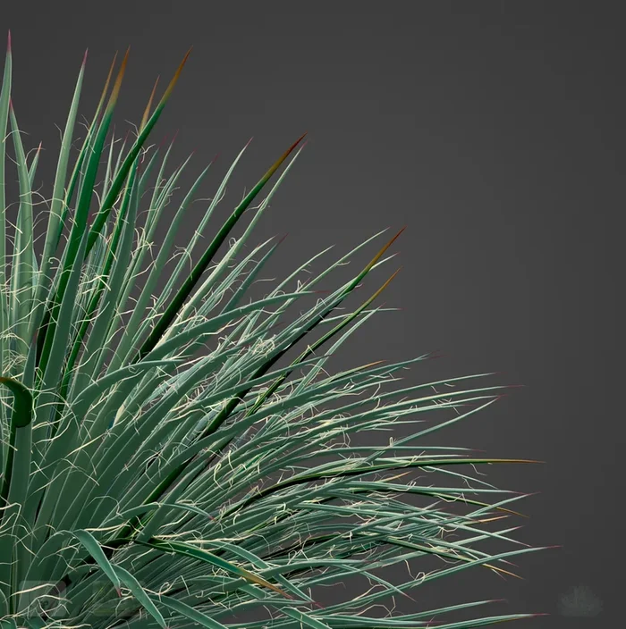 Agave Geminiflora, ‘Twin Flowered Agave’