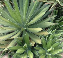Agave horrida