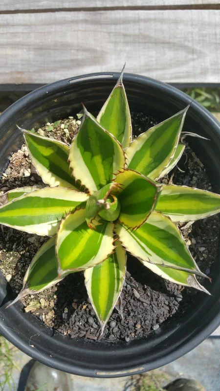 Agave lophantha ‘Quadricolor’