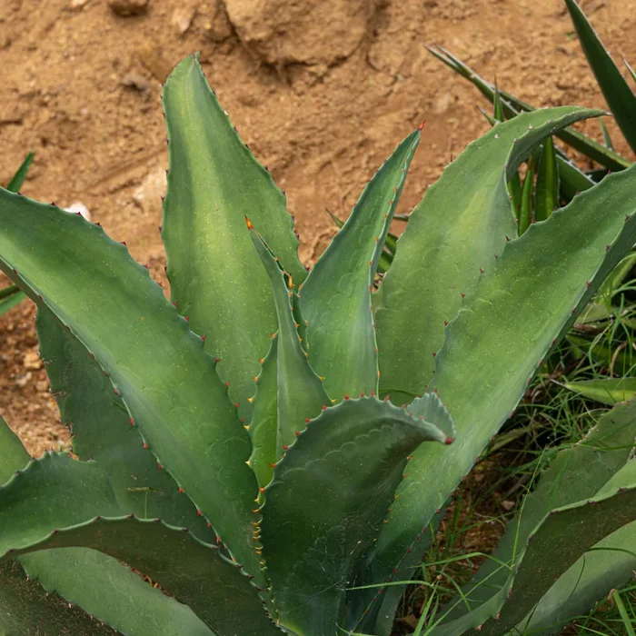 Agave Marmorata