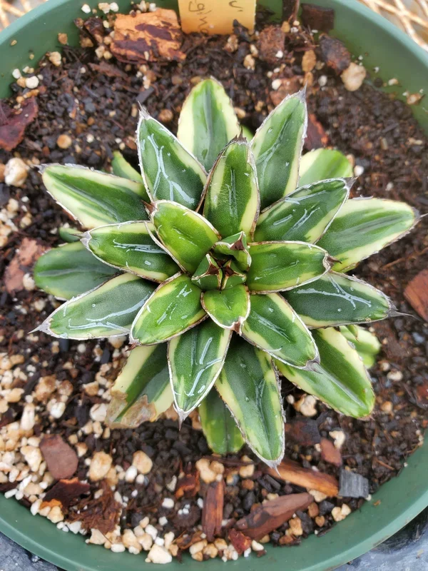 Agave victoriae-reginae –Tora Fu Queen Victoria Agave–